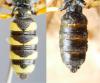 Cerceris quinquefasciata